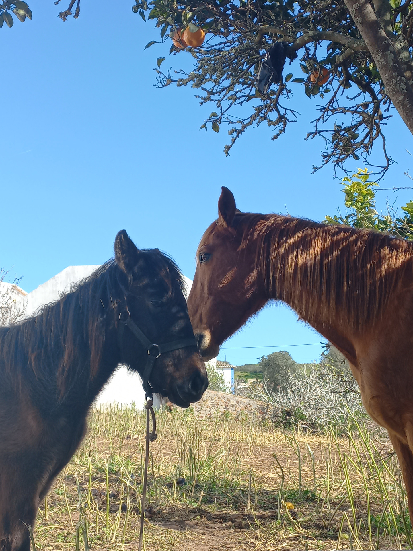 horses chilling in one of the villages' gardens